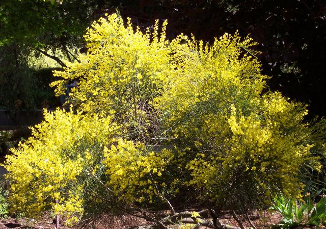 Cytisus_praecox (Small)