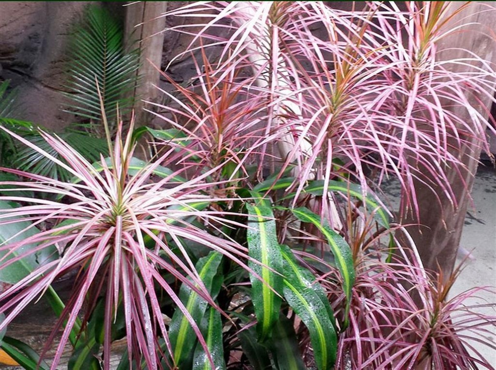 DRACENA PLEOMELE TRICOLOR