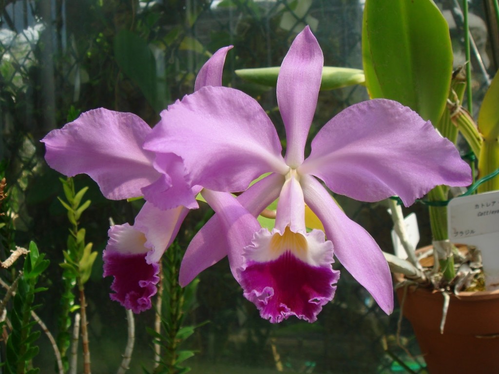 Cattleya warnerii