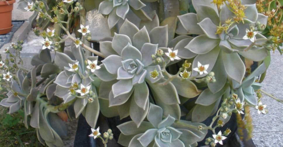 Graptopetalum paraguayense