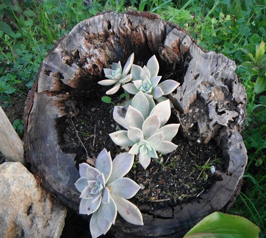 Graptopetalum paraguayense