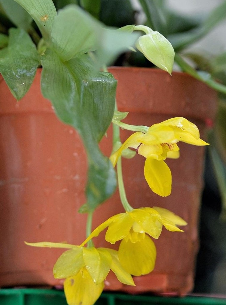 ORQUIDEA PROMENAEA