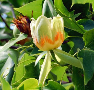 DSC_1323tulipifera