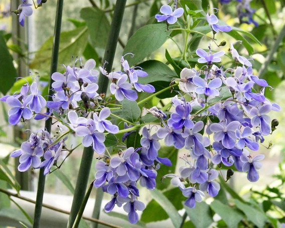  Flor Borboleta (Clerodendrum ugandense) 