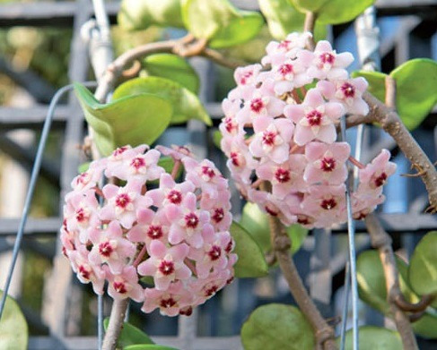 hoya compacta