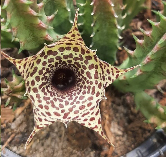 Huernia Macrocarpa