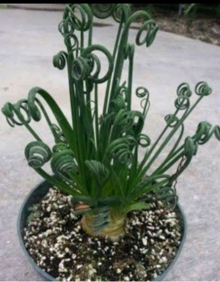 albuca spiralis