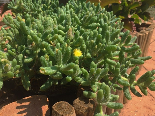 Delosperma echinatum 