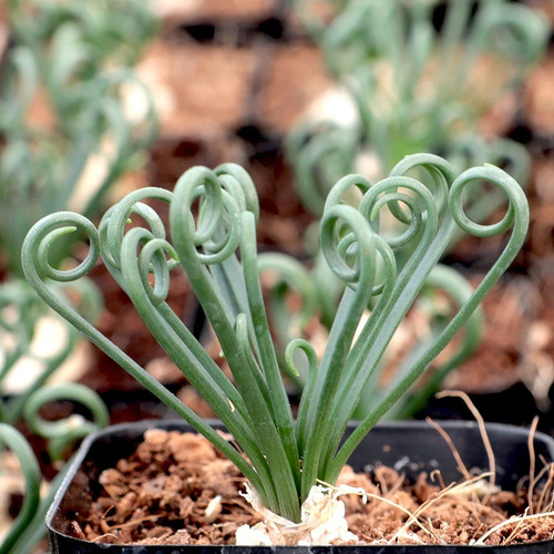 albuca