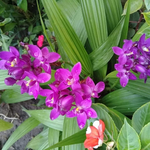 orquídea grapete