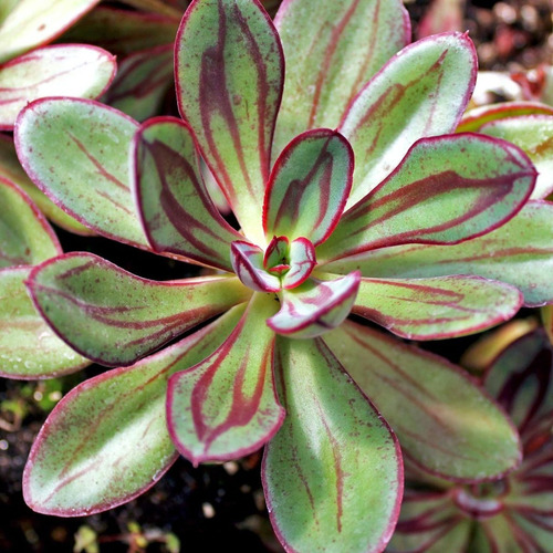 Echeveria nodulosa