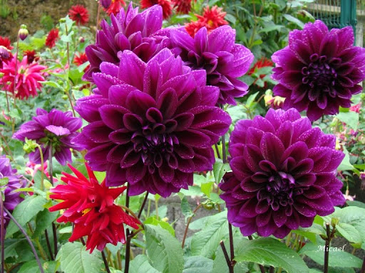 Dahlia Pinnata