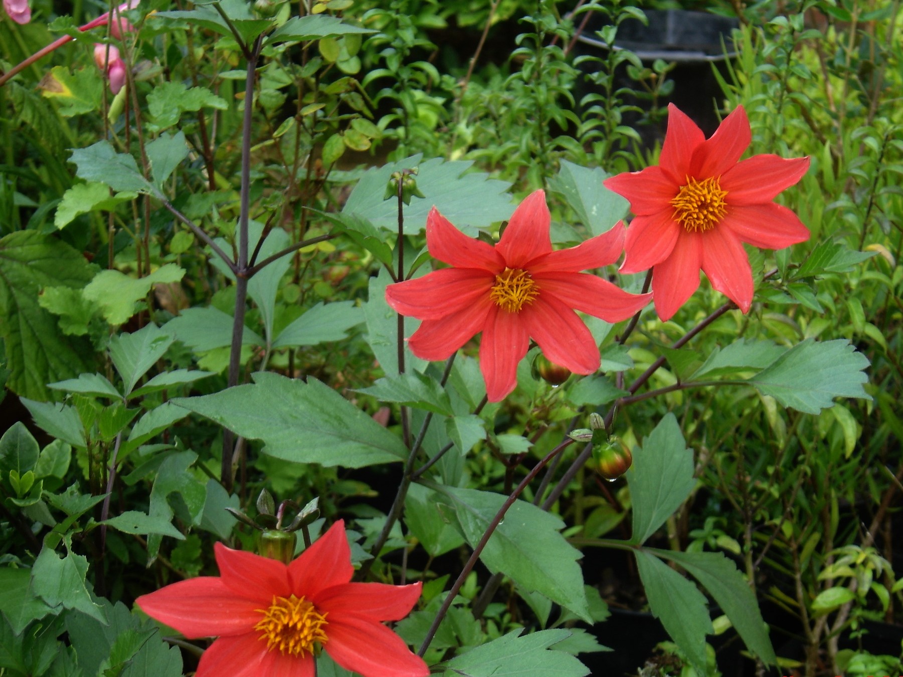 Dahlia sherffii