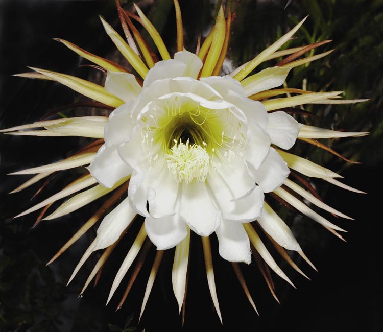 Dama-da-noite (Hylocereus undatus)