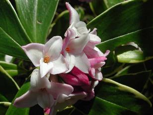 Daphne-odora