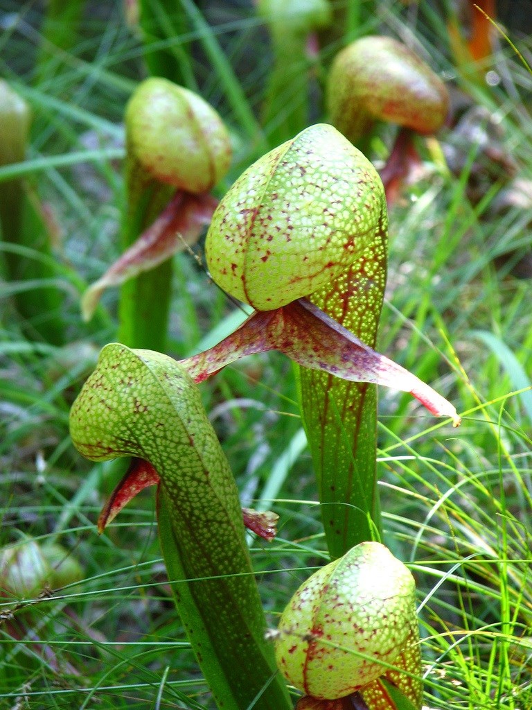 Darlingtonia californica