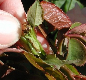 Dasineura-rhodophaga - larva de roseiras