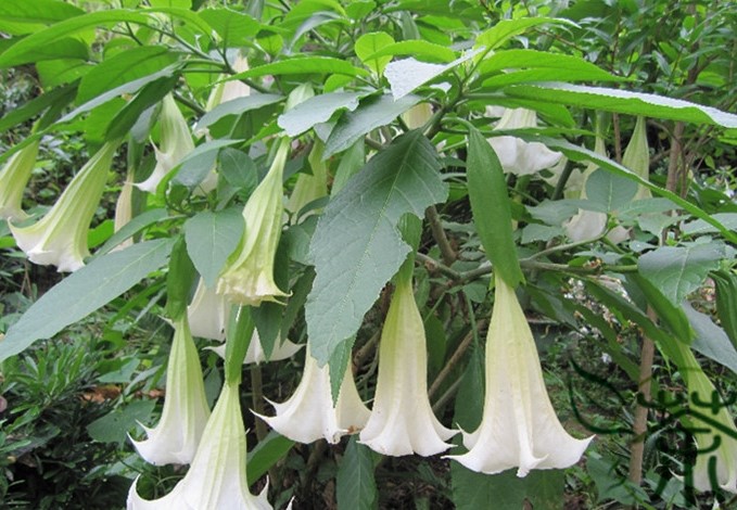 Datura stramonium