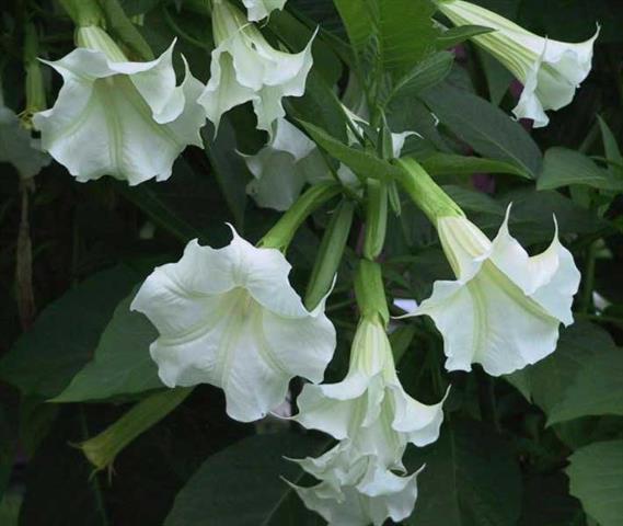 Datura suaveolens