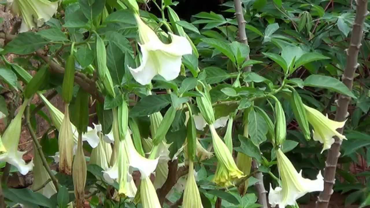 Datura suaveolens