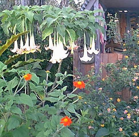 Datura_Tithonia