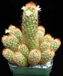 Dedo-de-dama – Mammillaria elongata