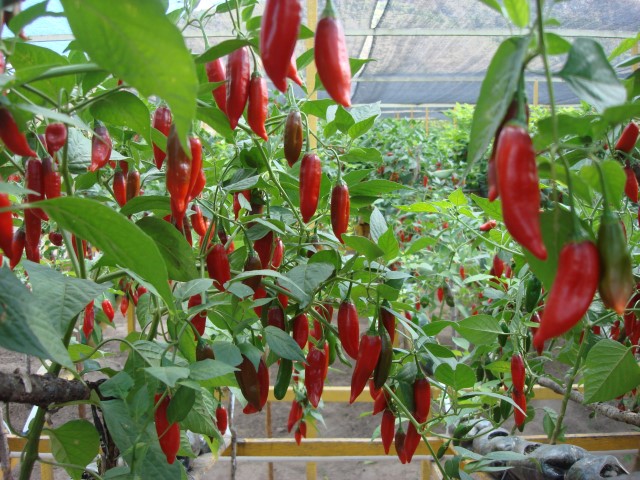 Dedo-de-moça (Capsicum baccatum var. Pendulum)