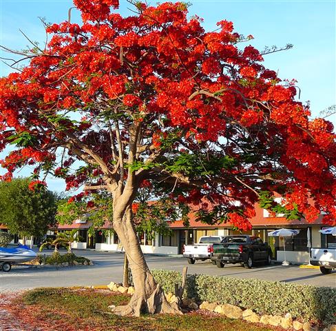 Delonix Regia 