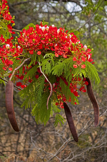 Delonix Regia