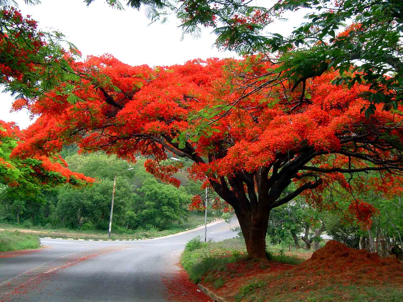 Delonix Regia567