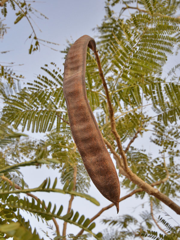 Delonix-regia-capsulasementes