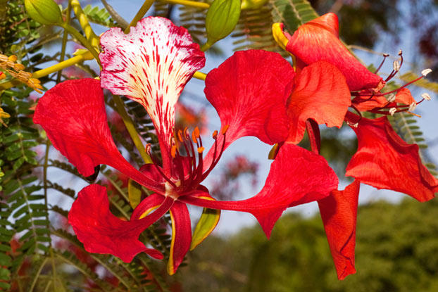 Delonix_regia_02