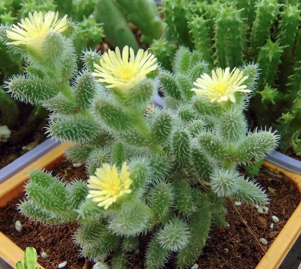 Delosperma echinatum