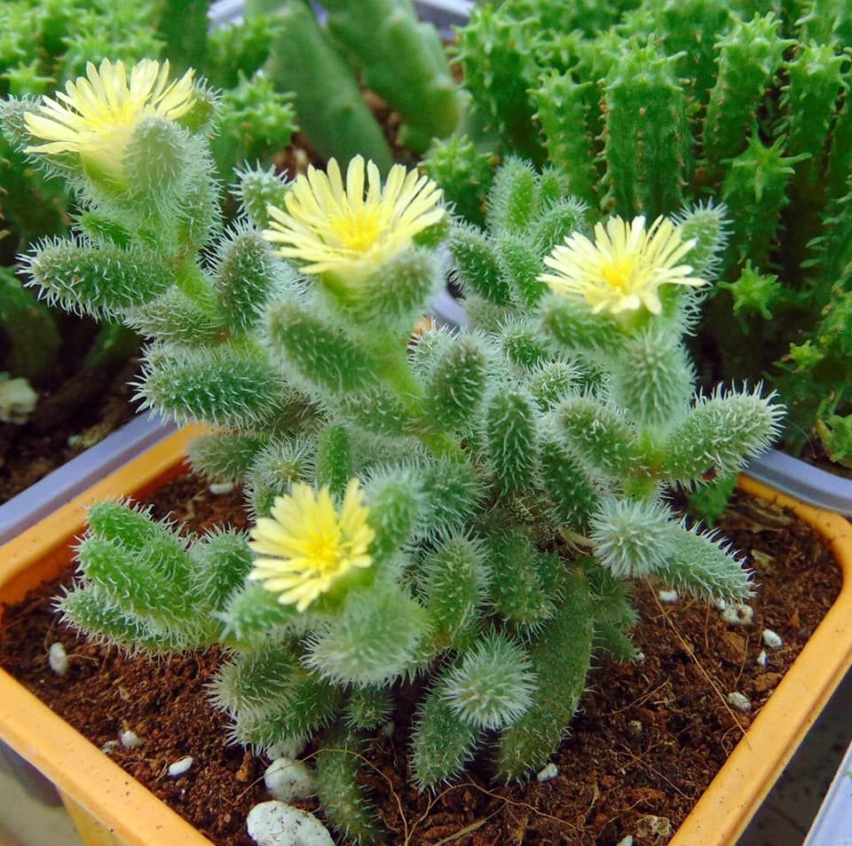 Delosperma echinatum1