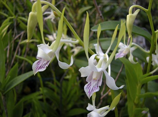 Dendrobium Antennatum