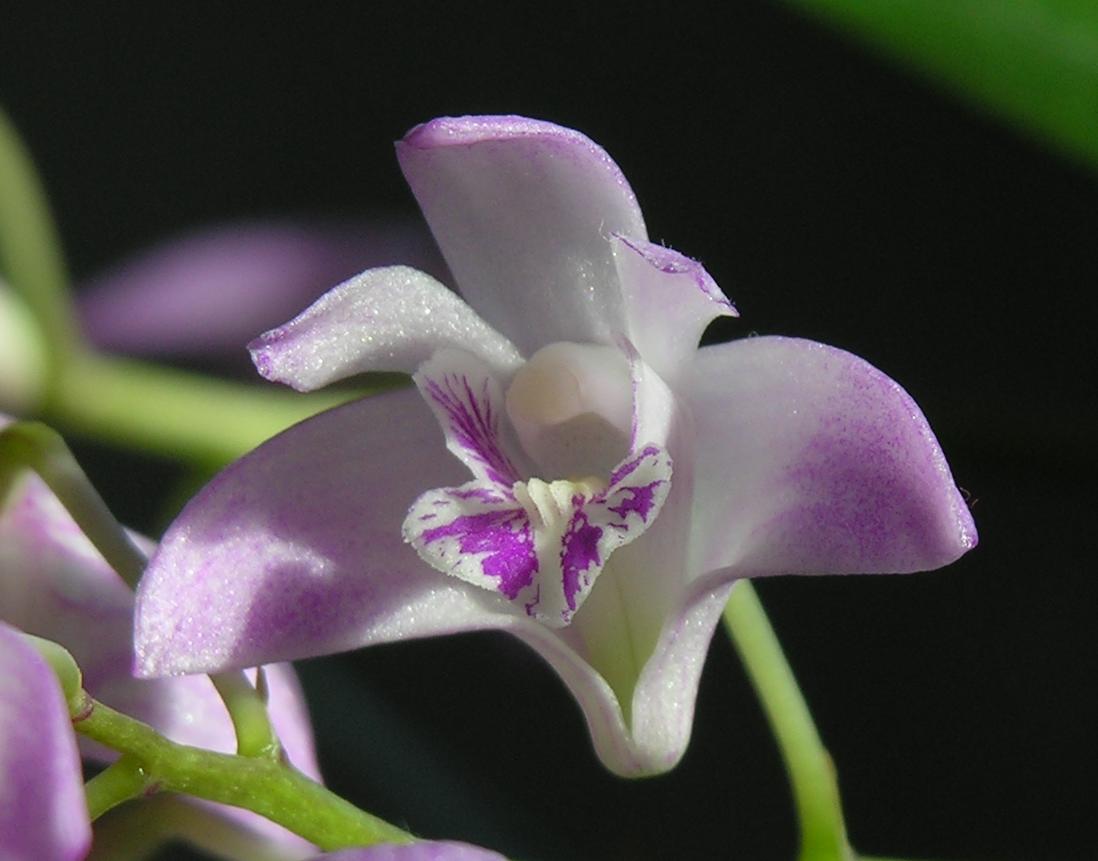 Dendrobium Kingianum