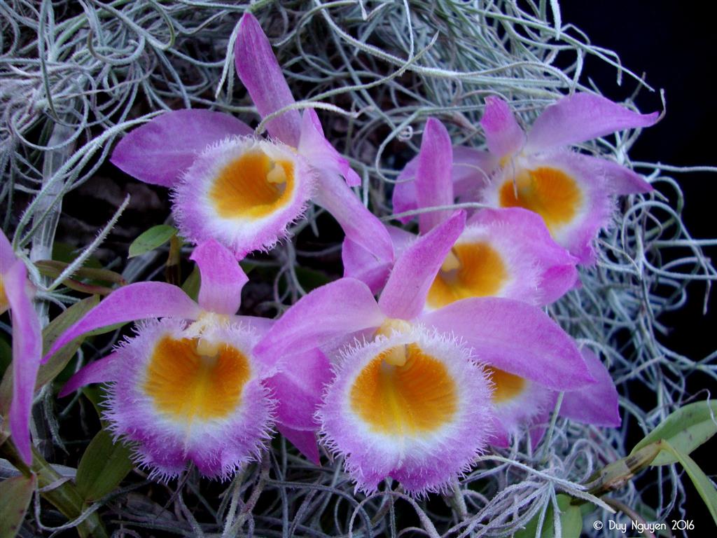Dendrobium Loddigesii 