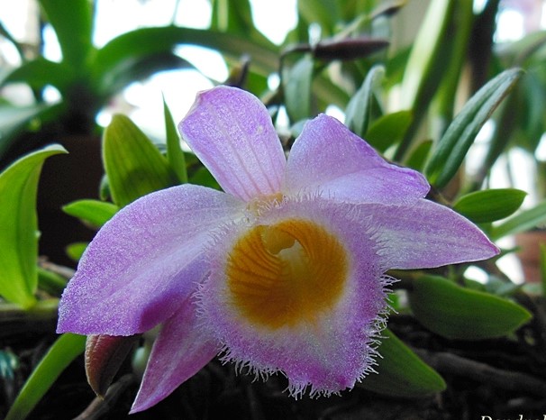 Dendrobium Loddigesii 