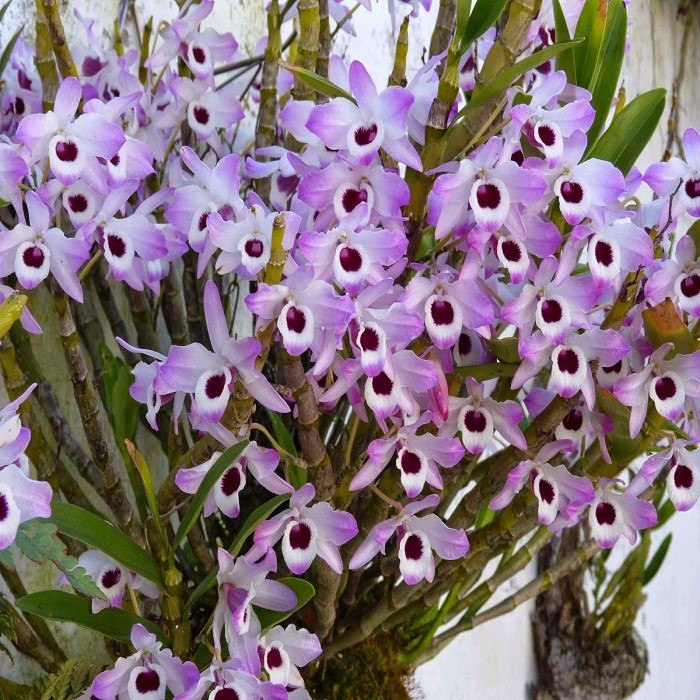 Dendrobium Nobile