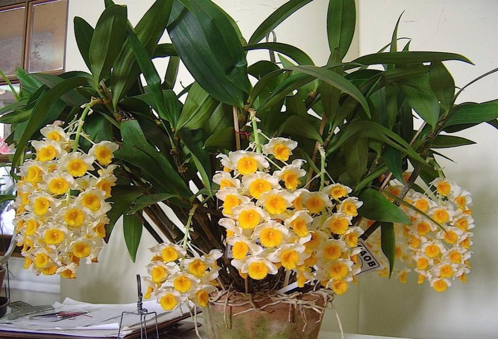 Dendrobium - Orquidea