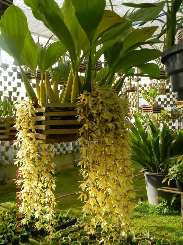 Dendrobium Thyrsiflorum X Farmeri