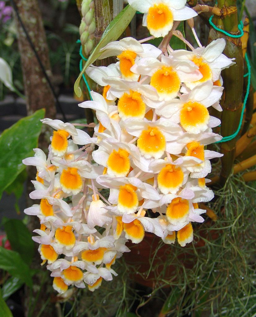 Dendrobium Thyrsiflorum