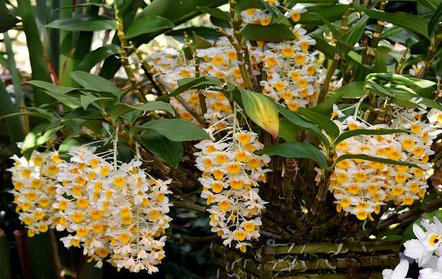 Dendrobium-Thyrsiflorum