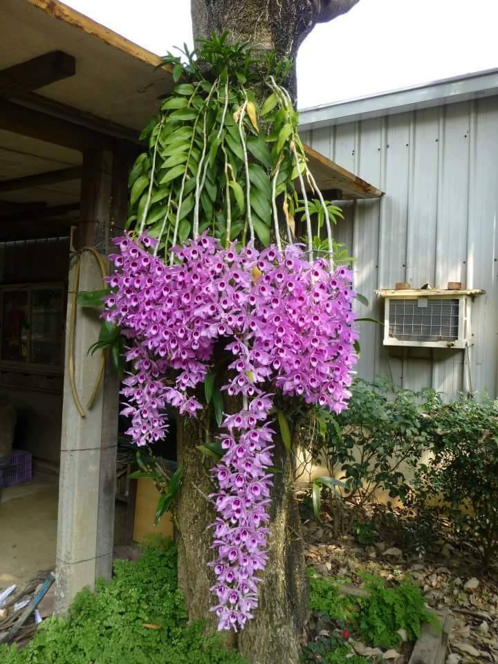 Dendrobium anosmum