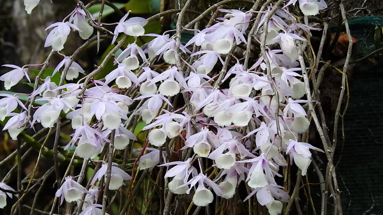 Dendrobium aphyllum