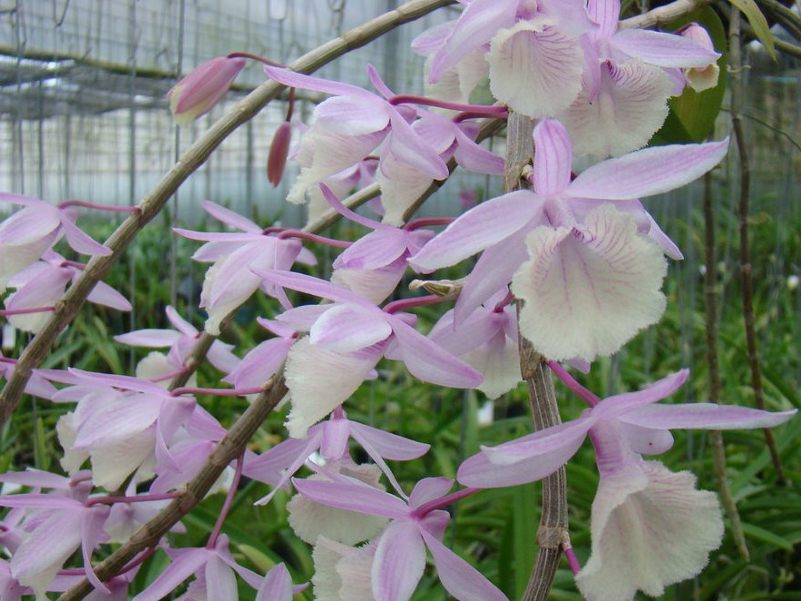 Dendrobium aphyllum_1