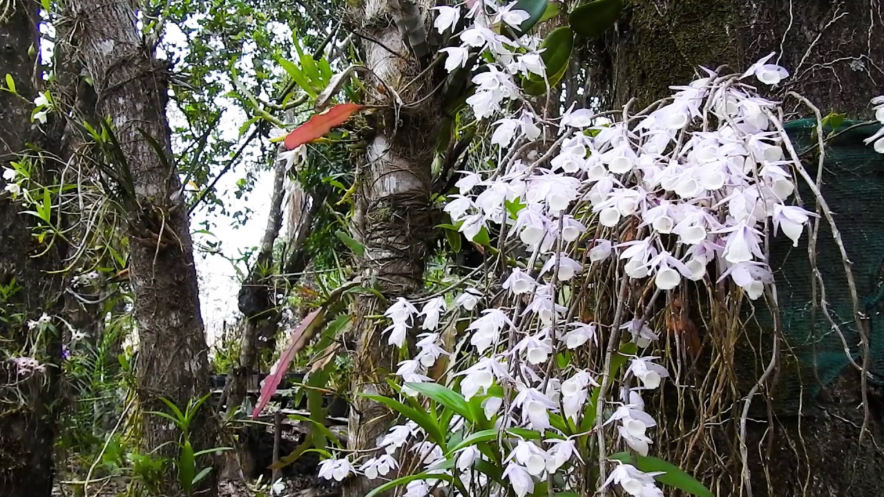 Dendrobium aphyllum_1