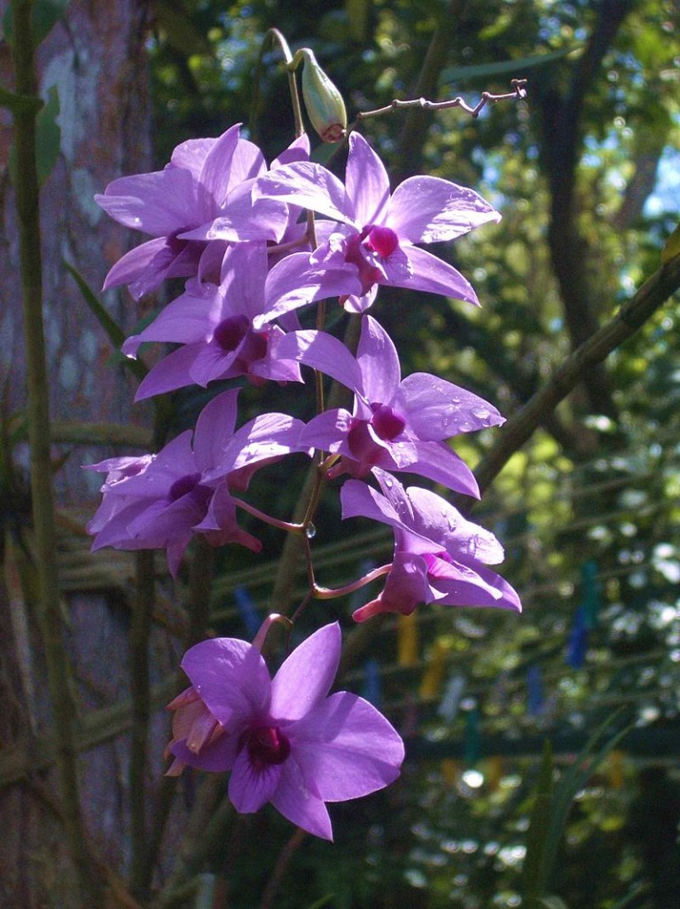 Dendrobium bigibbum