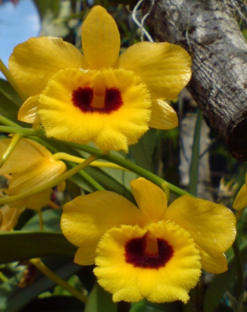 Dendrobium chrysotoxum