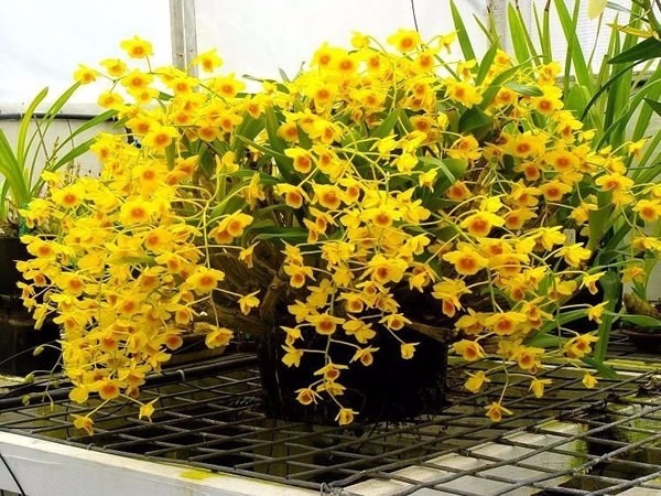 Dendrobium chrysotoxum